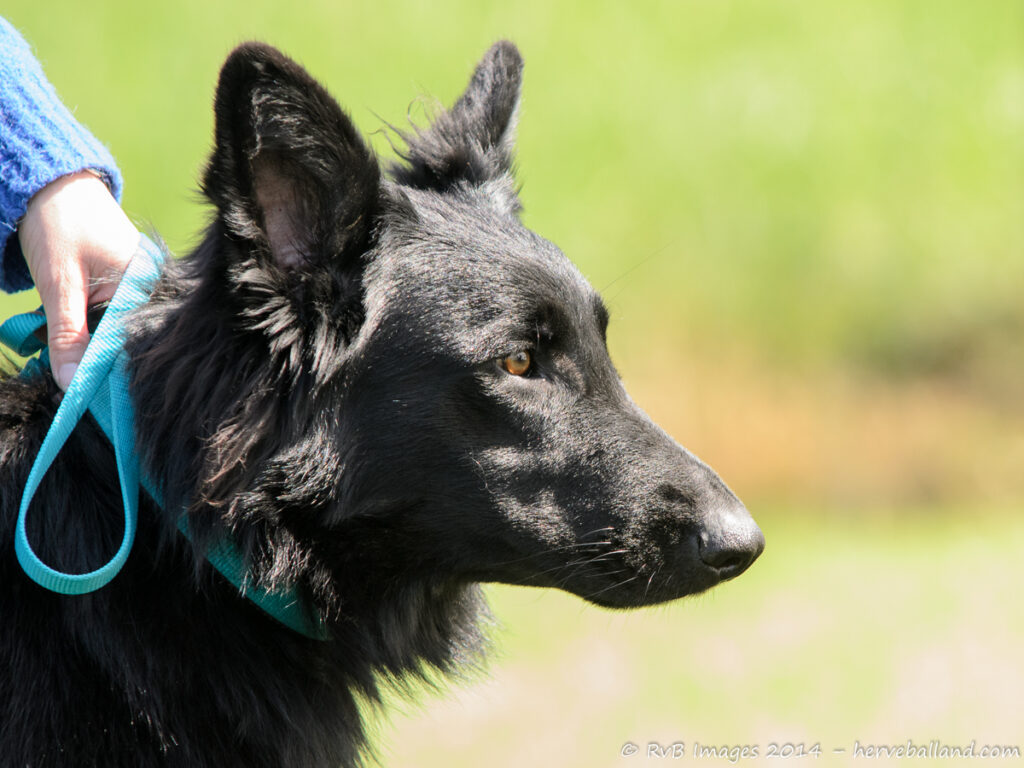 NE Boersch 2014-374