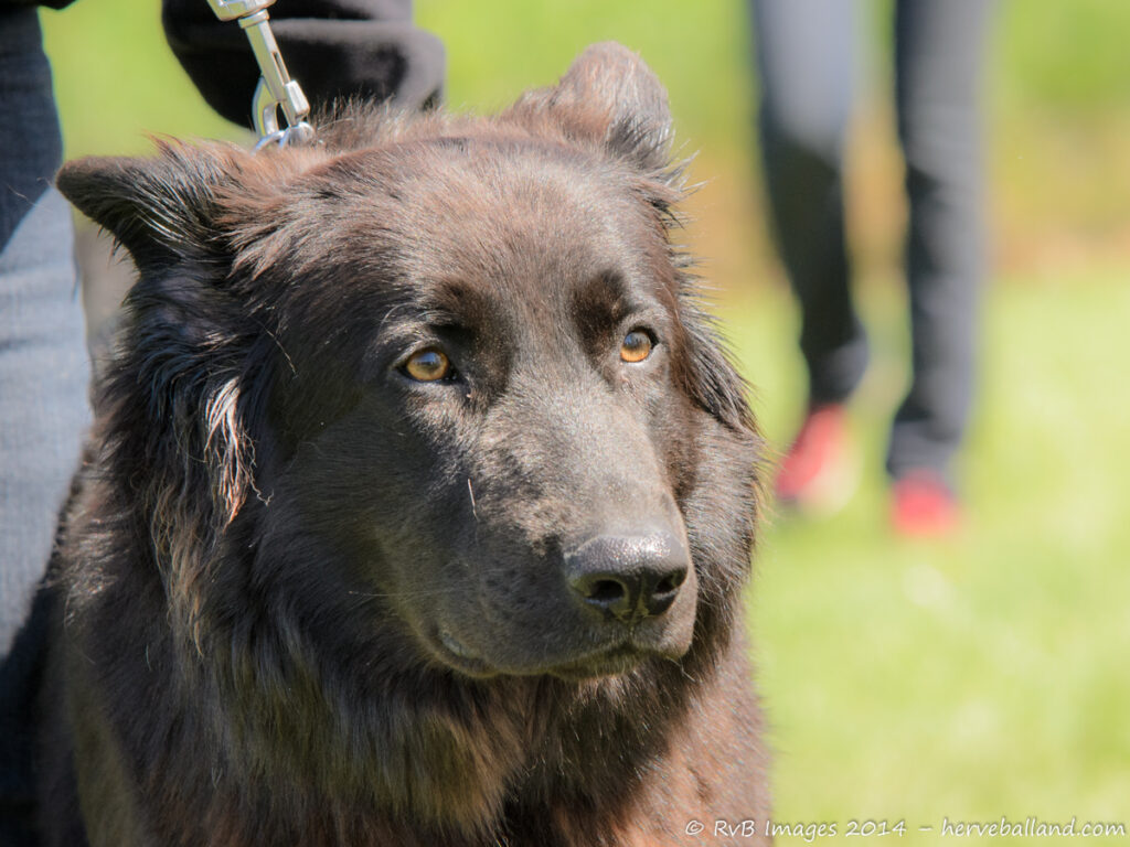 NE Boersch 2014-404