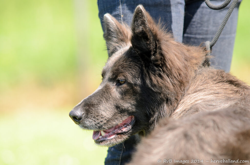 NE Boersch 2014-445