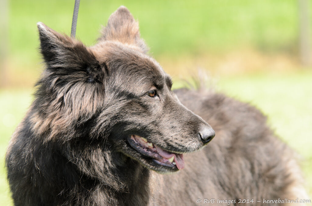 NE Boersch 2014-453