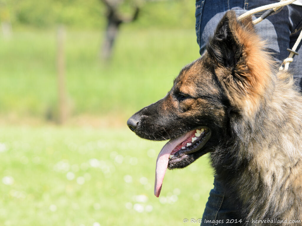 NE Boersch 2014-477