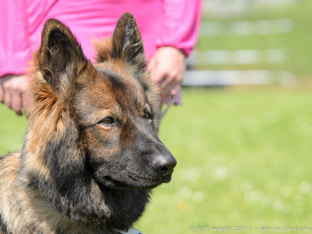 NE Boersch 2014-491