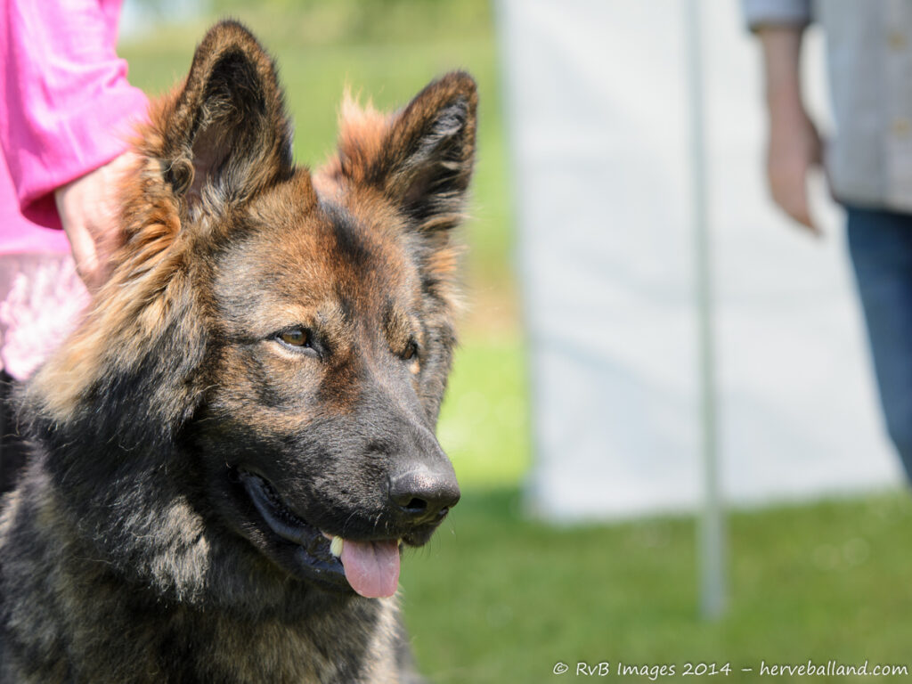 NE Boersch 2014-496