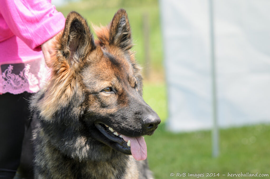 NE Boersch 2014-497