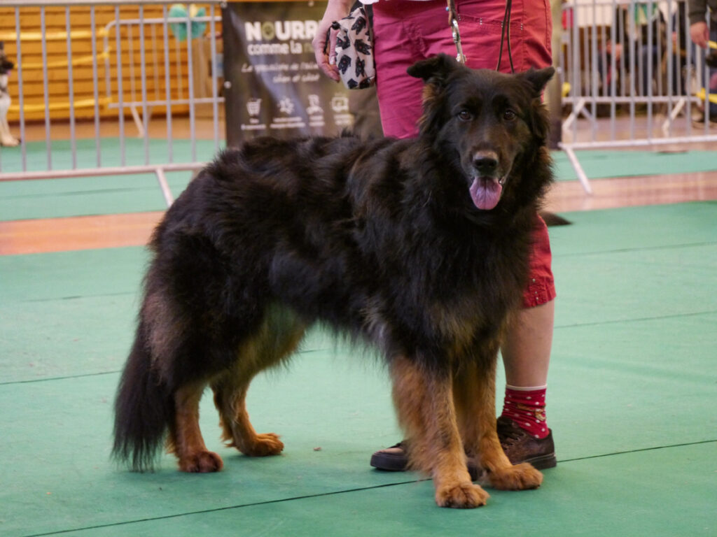 Naja 6