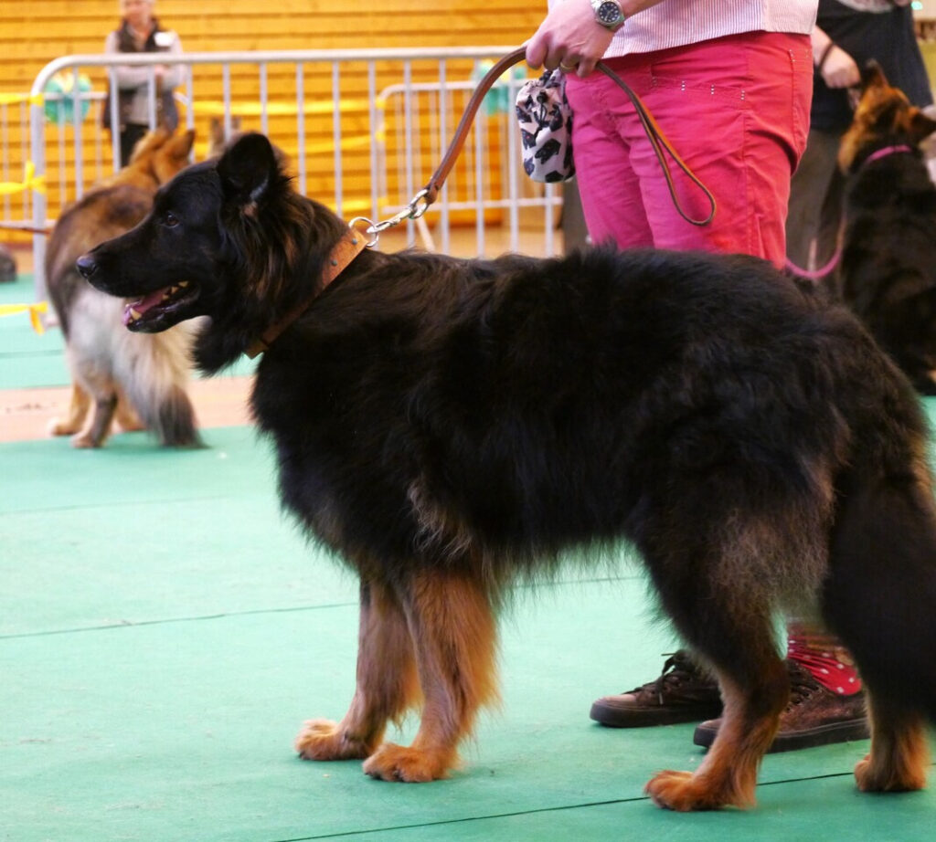 Naja 7