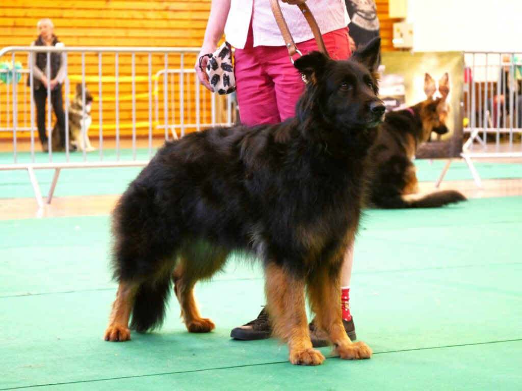 Naja 9