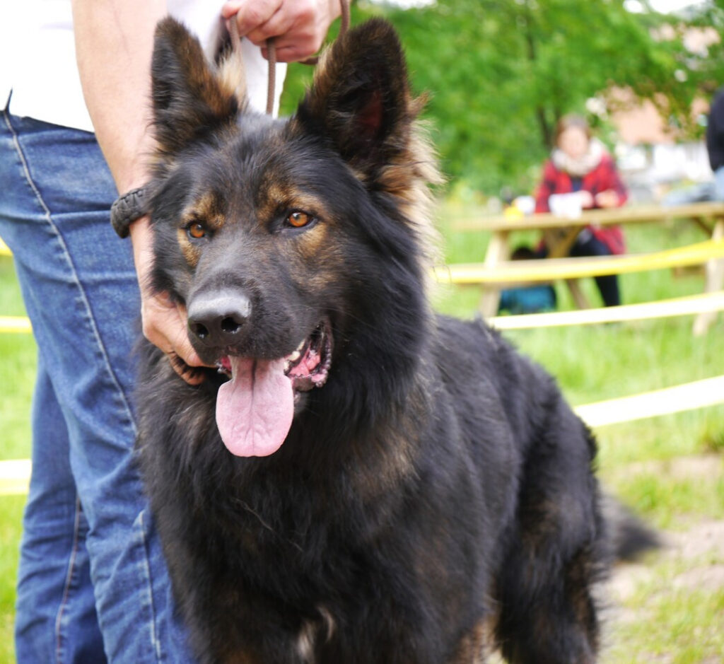 Rosco 2