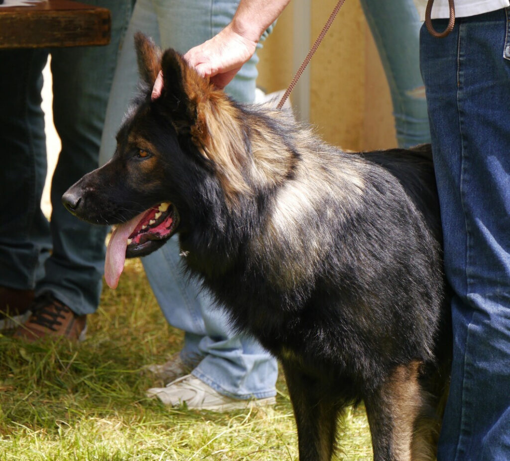 Rosco 3
