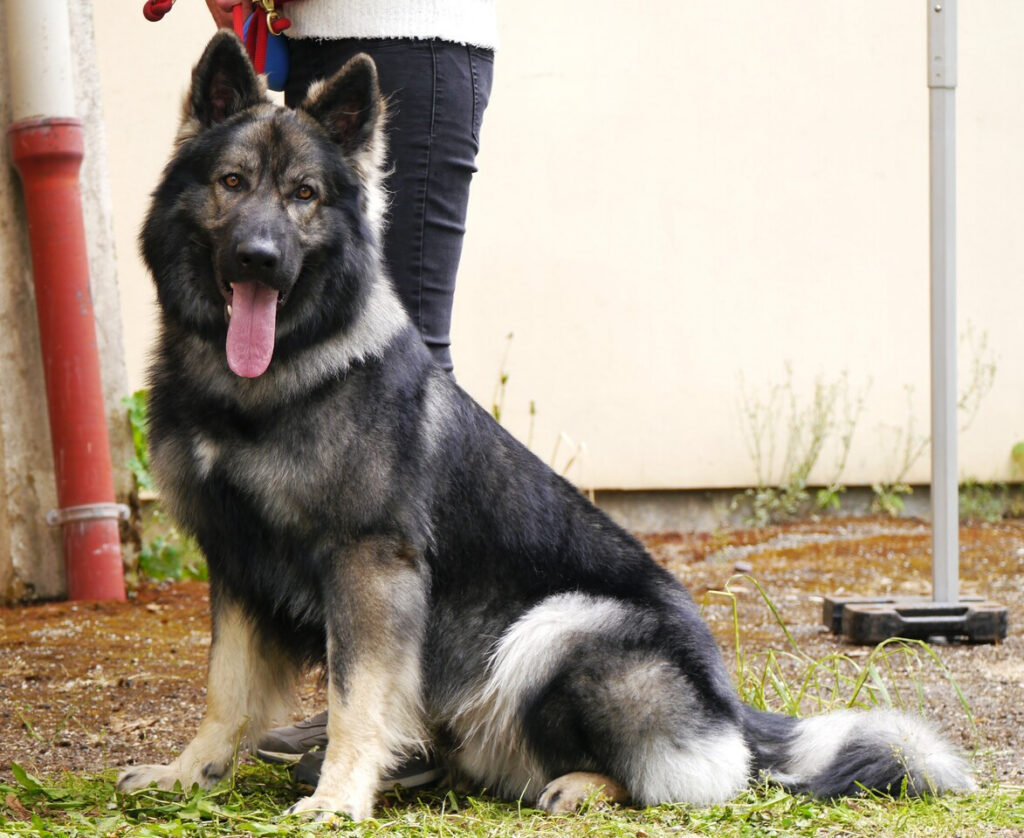 Sayron 6