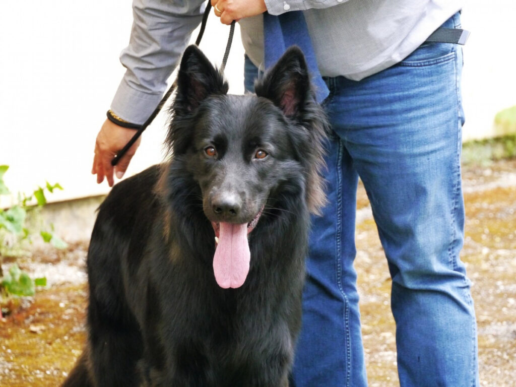 Sirius 4