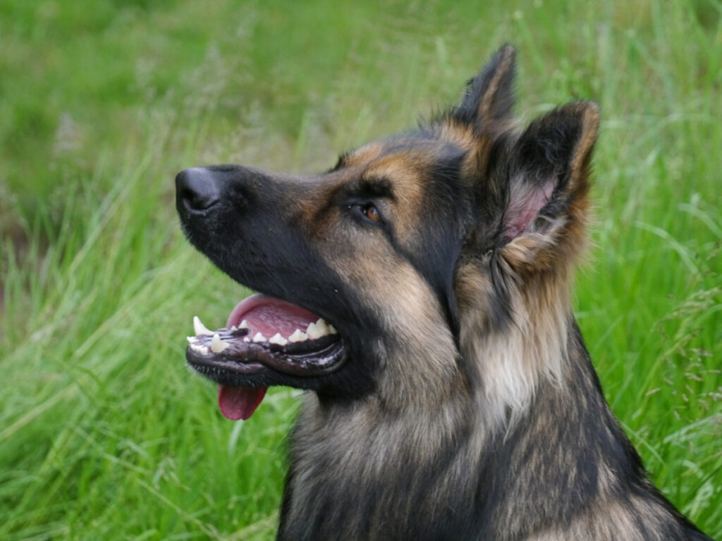 Snorri 1