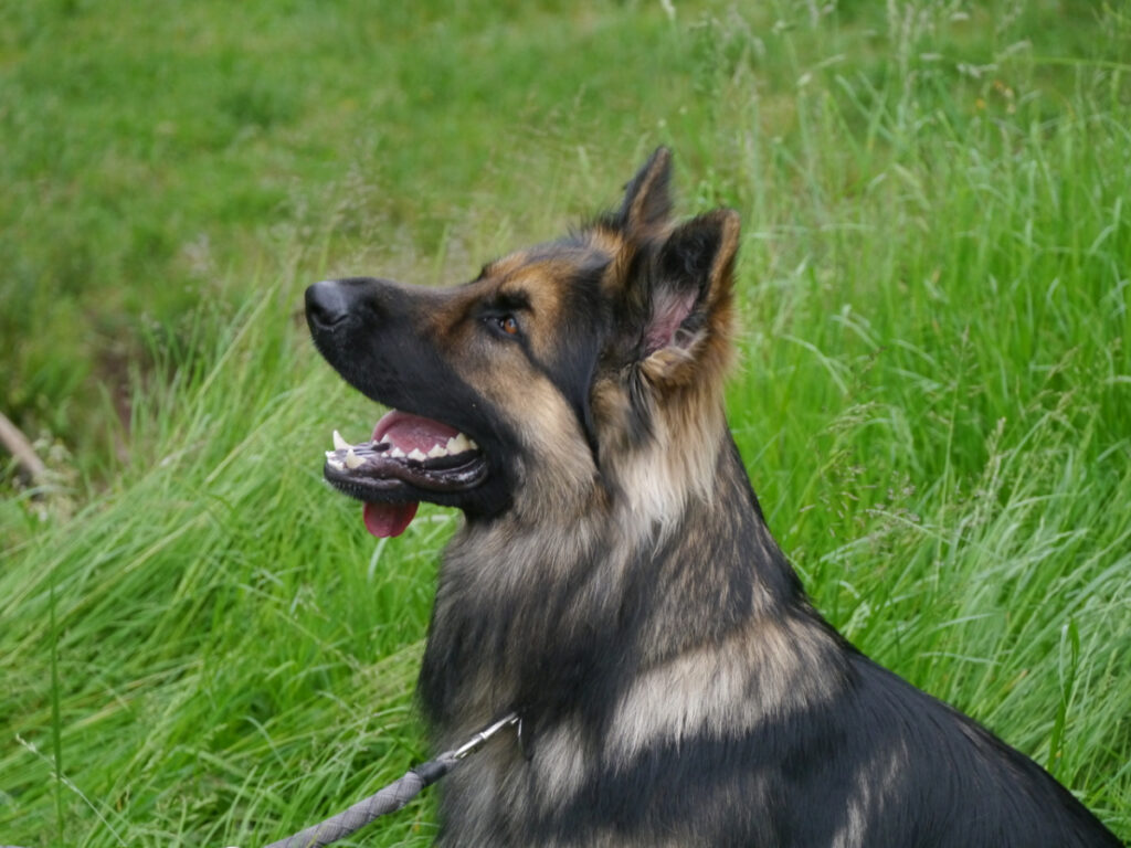 Snorri 3