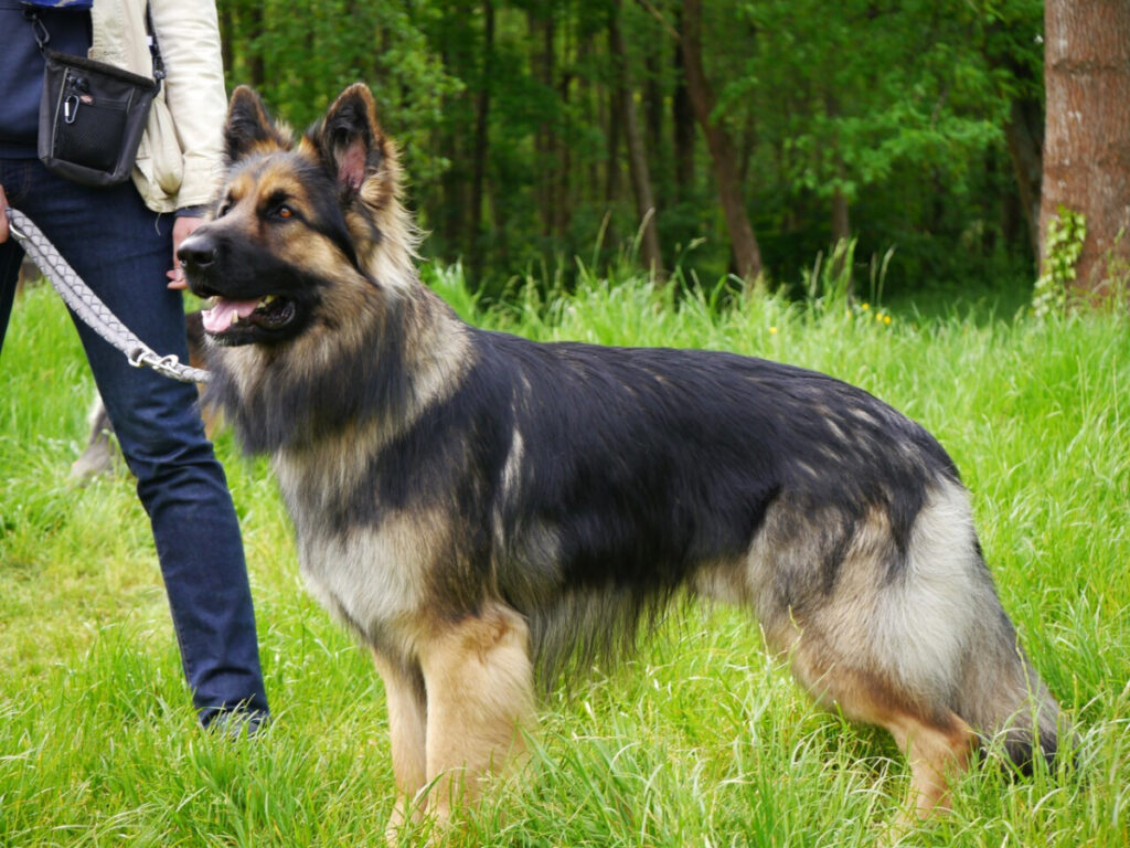 Snorri 6