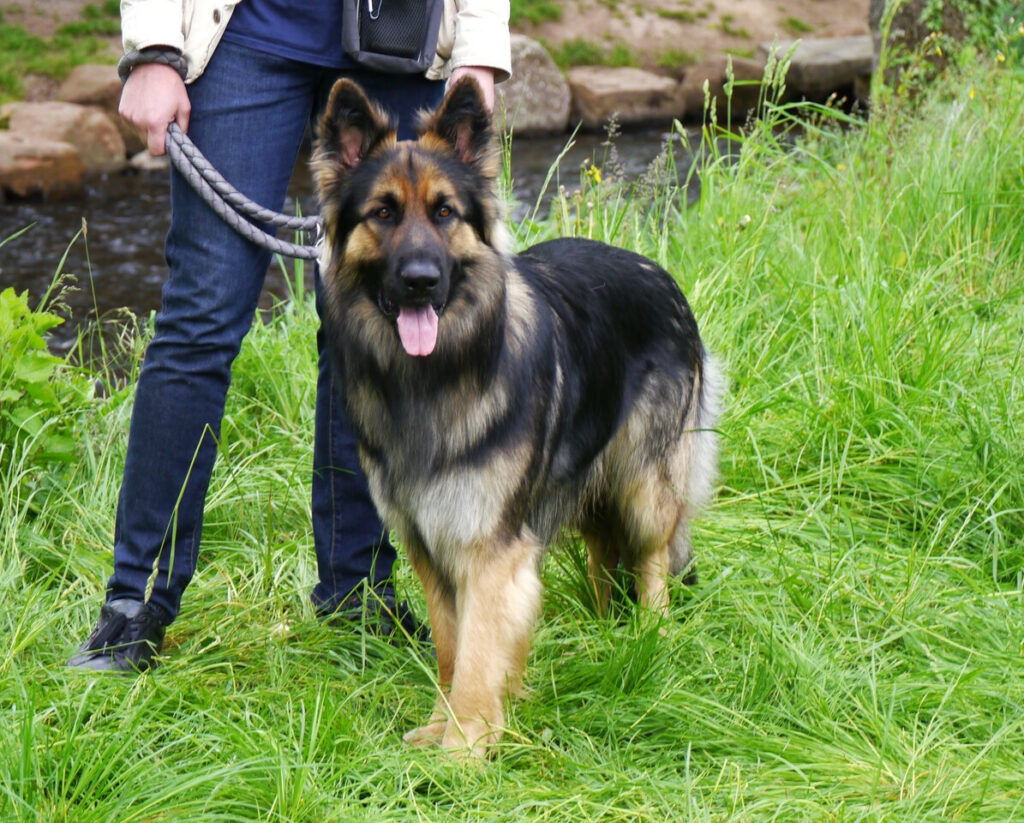 Snorri 7