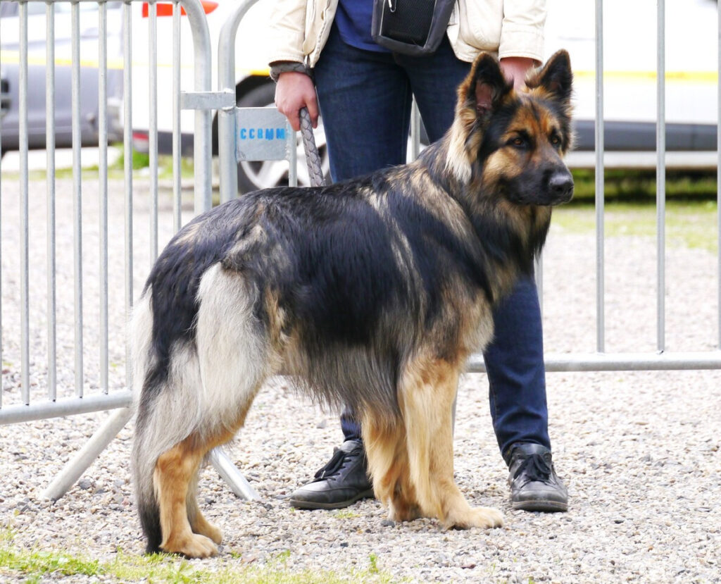 Snorri 9