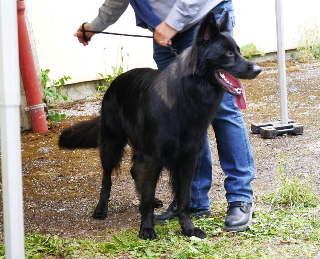 sirius 5